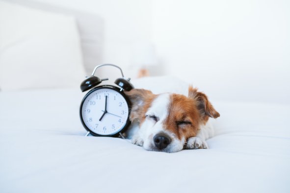 Daylight Saving: 3 Signs Your Dog Is Confused as Clocks Fall Back