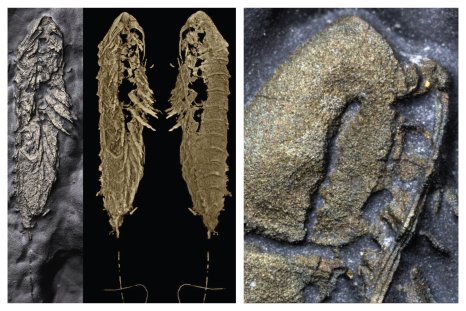 Paleontologists Reveal 'Remarkable' 450-Million-Year-Old Golden Fossils