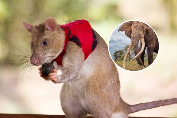 African Giant Pouched Rats Training To Sniff Out Illegal Wildlife Trade