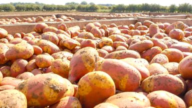 The energy-saving potato variety bidding to become Britain's 'ultimate roasting spud'