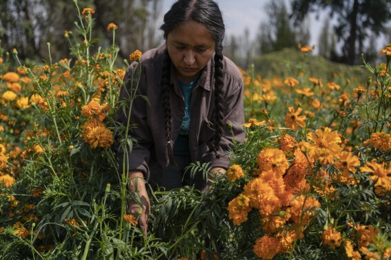 Mexico City’s floating gardens have fed people for hundreds of years. Now they’re threatened