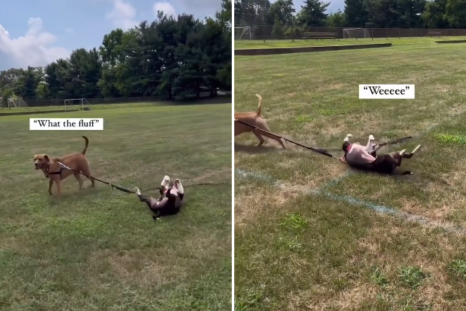 Dog Realizing He Can't Take Sibling Anywhere Wins Pet of the Week