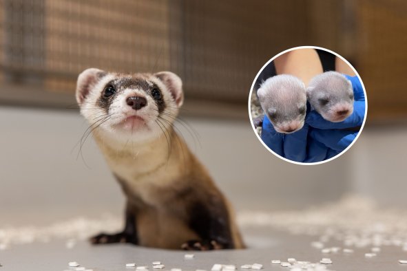 Endangered Cloned Ferret Has Babies in a World First